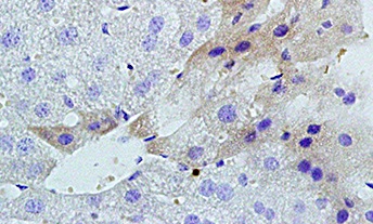 Immunohistochemistry (Formalin/PFA-fixed paraffin-embedded sections) - Anti-LIGHT/TNFSF14 antibody (AB203578)