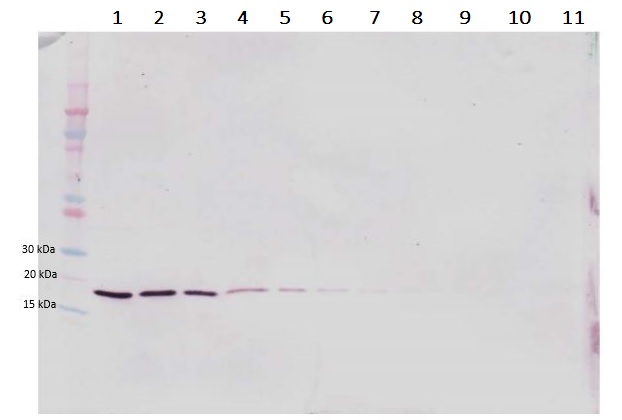 Western blot - Anti-LIGHT/TNFSF14 antibody (AB233502), expandable thumbnail