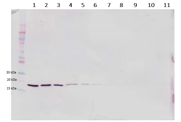 Western blot - Anti-LIGHT/TNFSF14 antibody (AB233502)