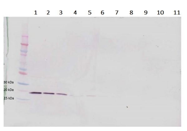 Western blot - Anti-LIGHT/TNFSF14 antibody (AB233502), expandable thumbnail