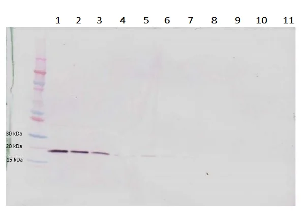 Western blot - Anti-LIGHT/TNFSF14 antibody (AB233502)