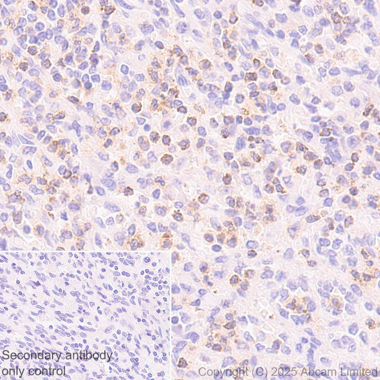 Immunohistochemistry (Formalin/PFA-fixed paraffin-embedded sections) - Anti-LIGHT/TNFSF14 antibody [EPR29031-53] (AB323382)