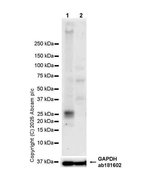 Western blot - Anti-LIGHT/TNFSF14 antibody [EPR29031-53] (AB323382)