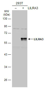 Western blot - Anti-LILRA3 antibody (AB111562)