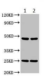 Western blot - Anti-LILRA3 antibody (AB235108)