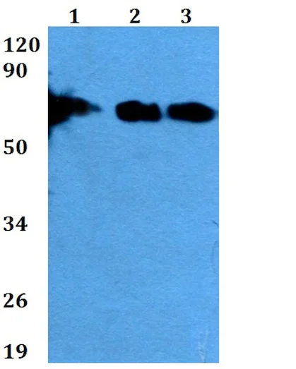 Western blot - Anti-LILRB1 antibody (AB200648)