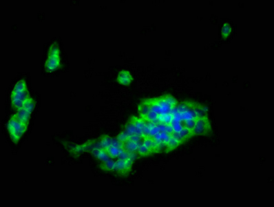 Immunocytochemistry/ Immunofluorescence - Anti-LILRB1 antibody (AB237625), expandable thumbnail