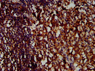 Immunohistochemistry (Formalin/PFA-fixed paraffin-embedded sections) - Anti-LILRB1 antibody (AB237625), expandable thumbnail