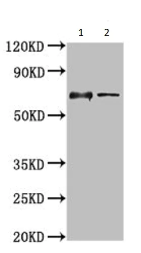 Western blot - Anti-LILRB1 antibody (AB237625)