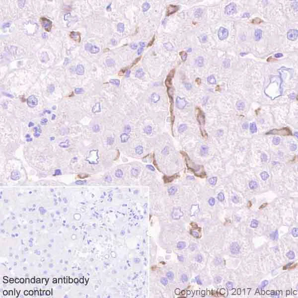 Immunohistochemistry (Formalin/PFA-fixed paraffin-embedded sections) - Anti-LILRB1 antibody [EPR21007] (AB229186)