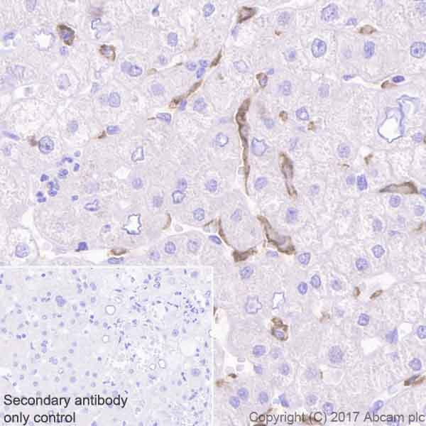 Immunohistochemistry (Formalin/PFA-fixed paraffin-embedded sections) - Anti-LILRB1 antibody [EPR21007] - BSA and Azide free (AB229853)