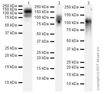 Western blot - Anti-LILRB1 antibody [EPR21007] - BSA and Azide free (AB229853)