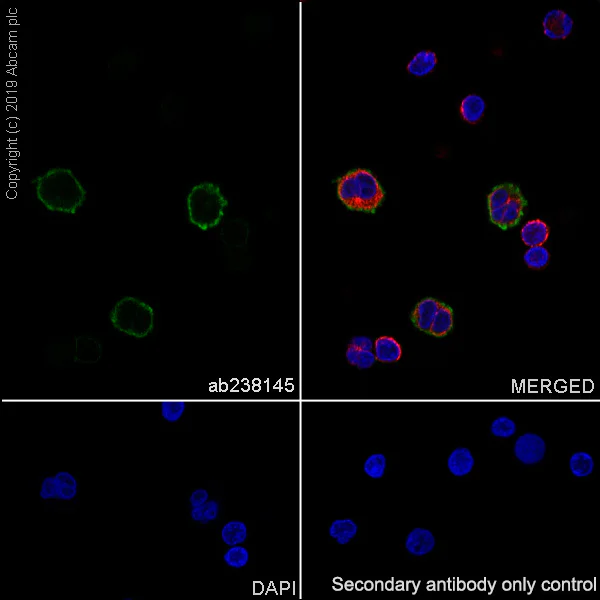 Immunocytochemistry/ Immunofluorescence - Anti-LILRB1 antibody [EPR22861-6] (AB238145)