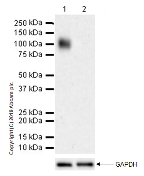 Western blot - Anti-LILRB1 antibody [EPR22861-6] (AB238145), expandable thumbnail