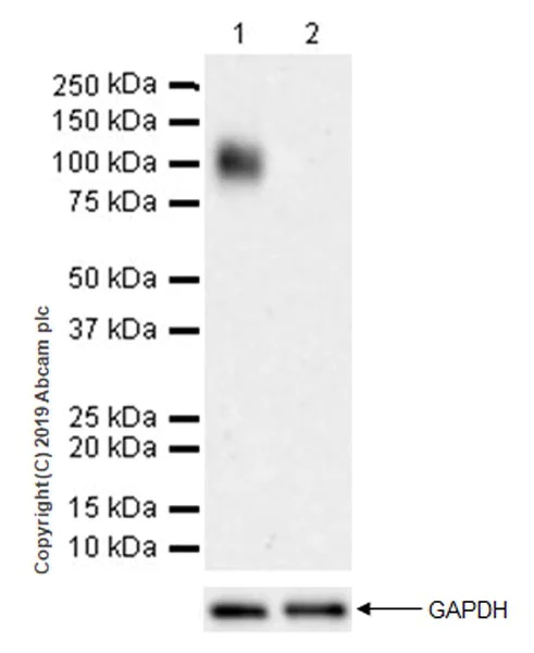 Western blot - Anti-LILRB1 antibody [EPR22861-6] (AB238145)