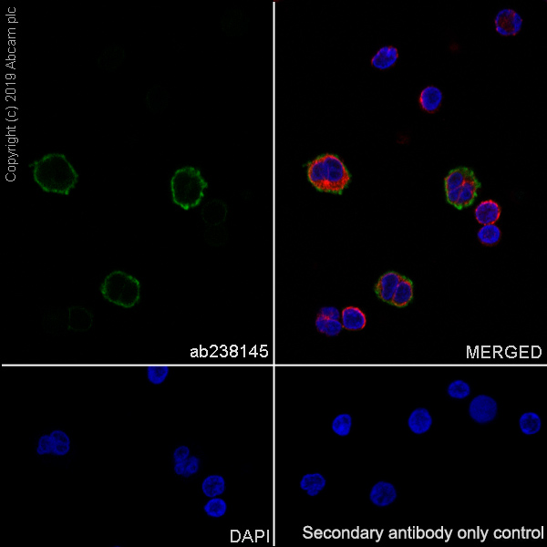 Immunocytochemistry/ Immunofluorescence - Anti-LILRB1 antibody [EPR22861-6] - BSA and Azide free (AB255986), expandable thumbnail