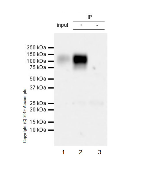 Immunoprecipitation - Anti-LILRB1 antibody [EPR22861-6] - BSA and Azide free (AB255986), expandable thumbnail