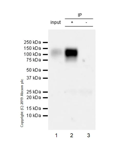 Immunoprecipitation - Anti-LILRB1 antibody [EPR22861-6] - BSA and Azide free (AB255986)