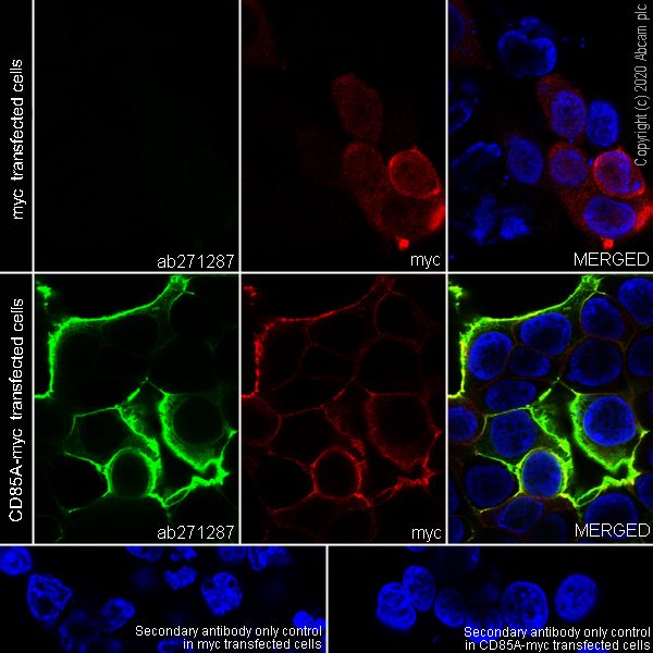 Immunocytochemistry/ Immunofluorescence - Anti-LILRB3 antibody [FRAS92B] (AB271287)