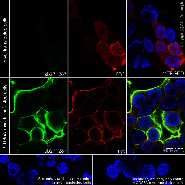 Immunocytochemistry/ Immunofluorescence - Anti-LILRB3 antibody [FRAS92B] - BSA and Azide free (AB271297)