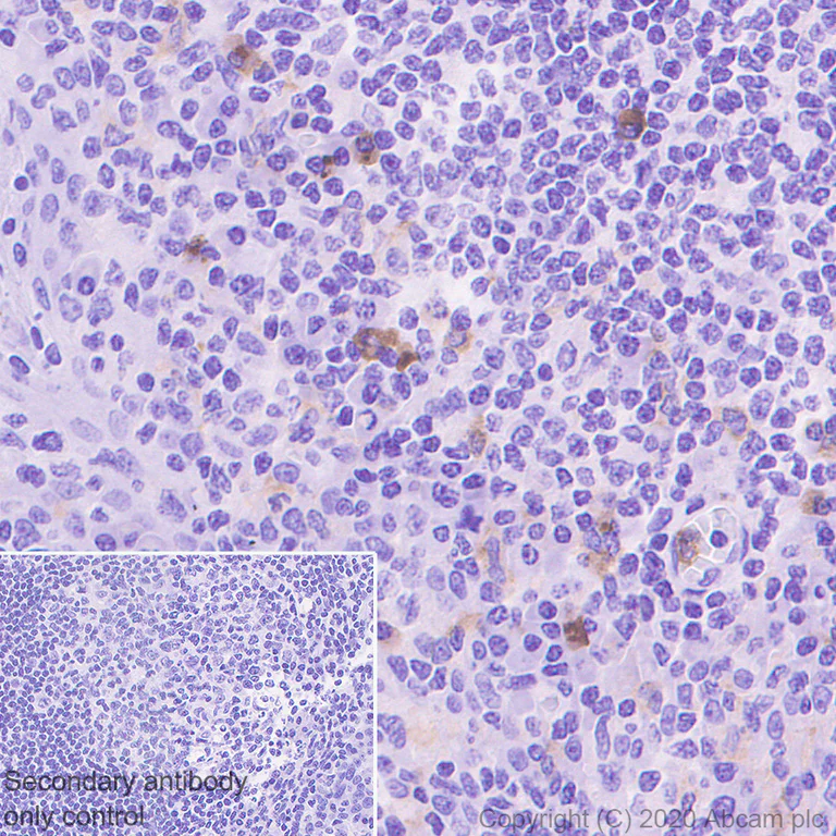 Immunohistochemistry (Formalin/PFA-fixed paraffin-embedded sections) - Anti-LILRB3 antibody [FRAS92B] - BSA and Azide free (AB271297)