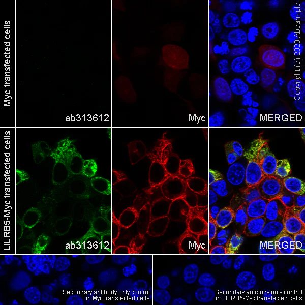 Immunocytochemistry/ Immunofluorescence - Anti-LILRB5 antibody [EPR23896-84] (AB313612)