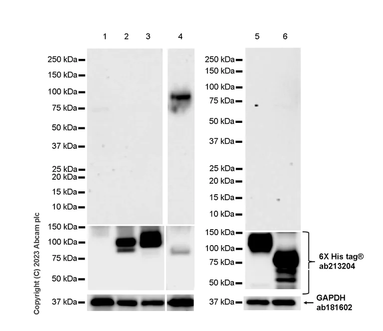 Western blot - Anti-LILRB5 antibody [EPR23896-84] - BSA and Azide free (AB313613)