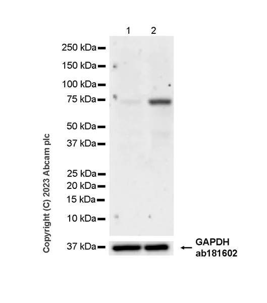 Western blot - Anti-LILRB5 antibody [EPR23896-84] - BSA and Azide free (AB313613)