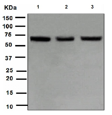 Western blot - Anti-LIM Kinase 1 antibody [EPR912] (AB108507), expandable thumbnail