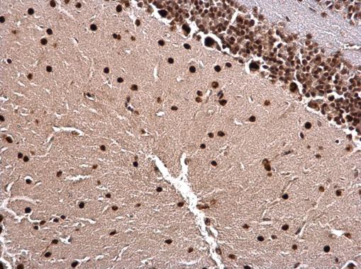 Immunohistochemistry (Formalin/PFA-fixed paraffin-embedded sections) - Anti-LIM1/LHX1 antibody (AB229474), expandable thumbnail