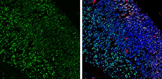 Immunohistochemistry (Frozen sections) - Anti-LIM1/LHX1 antibody (AB229474), expandable thumbnail