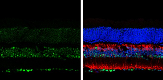 Immunohistochemistry (Frozen sections) - Anti-LIM1/LHX1 antibody (AB229474), expandable thumbnail