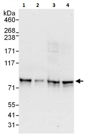 Western blot - Anti-LIMD1 antibody (AB225714)