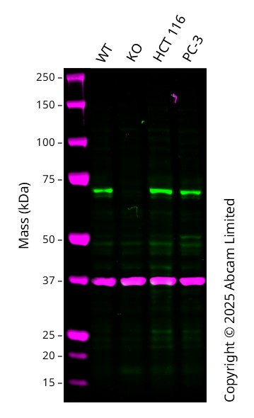 Anti-LIMK2 antibody [EP969Y] - C-terminal