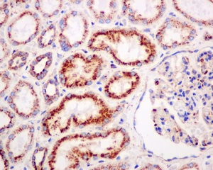Immunohistochemistry (Formalin/PFA-fixed paraffin-embedded sections) - Anti-LIMPII antibody [EPR12080] (AB176317), expandable thumbnail
