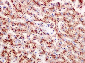Immunohistochemistry (Formalin/PFA-fixed paraffin-embedded sections) - Anti-LIMPII antibody [EPR12080] (AB176317), expandable thumbnail