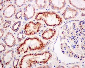 Immunohistochemistry (Formalin/PFA-fixed paraffin-embedded sections) - Anti-LIMPII antibody [EPR12080] - BSA and Azide free (AB240186)