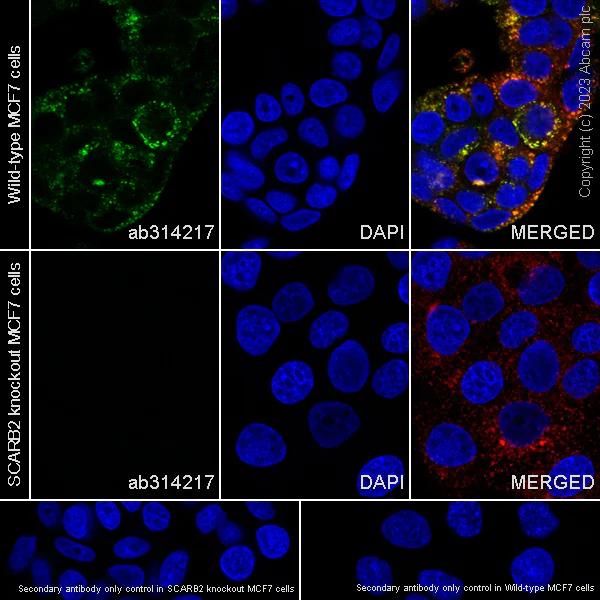 Immunocytochemistry/ Immunofluorescence - Anti-LIMPII antibody [EPR26243-125] - BSA and Azide free (AB314218)