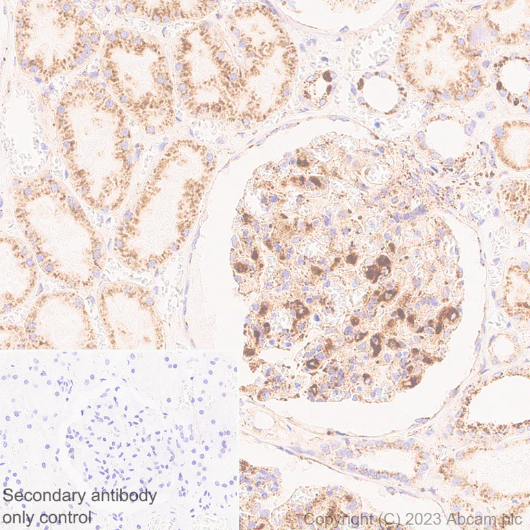 Immunohistochemistry (Formalin/PFA-fixed paraffin-embedded sections) - Anti-LIMPII antibody [EPR26243-125] - BSA and Azide free (AB314218)