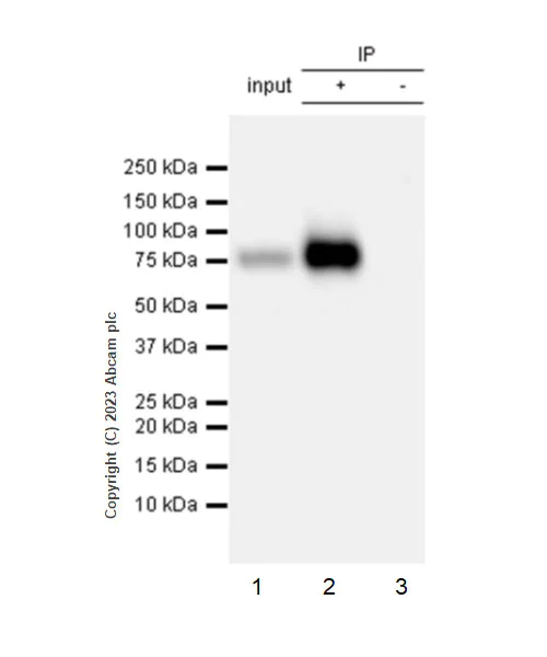 Immunoprecipitation - Anti-LIMPII antibody [EPR26243-125] - BSA and Azide free (AB314218)