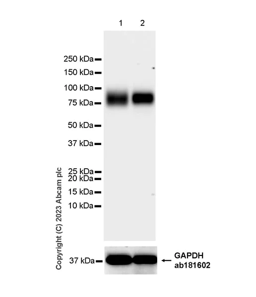 Western blot - Anti-LIMPII antibody [EPR26243-125] - BSA and Azide free (AB314218)
