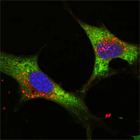 Immunocytochemistry/ Immunofluorescence - Anti-Lin28A antibody [6D1F9] (AB76369)