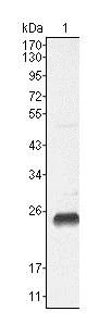 Western blot - Anti-Lin28A antibody [6D1F9] (AB76369)