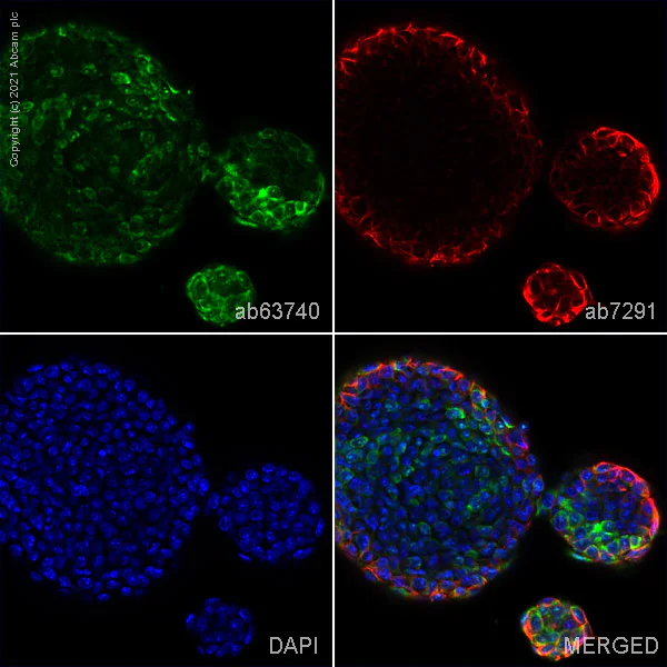 Immunocytochemistry/ Immunofluorescence - Anti-Lin28A antibody (AB63740)