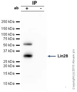 Immunoprecipitation - Anti-Lin28A antibody (AB63740)