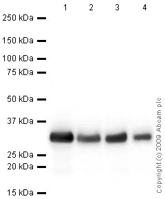 Western blot - Anti-Lin28A antibody (AB63740)