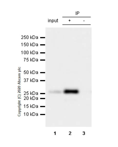 Immunoprecipitation - Anti-Lin28A antibody [EPR24286-100] (AB279647)