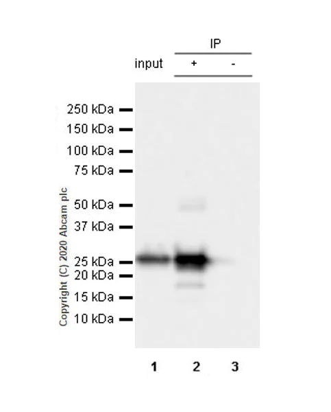 Immunoprecipitation - Anti-Lin28A antibody [EPR24286-100] (AB279647)