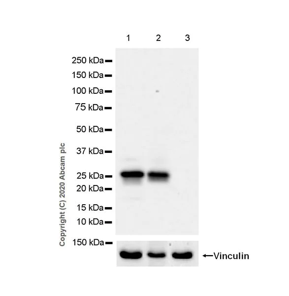 Western blot - Anti-Lin28A antibody [EPR24286-100] (AB279647)