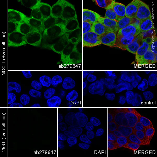 Immunocytochemistry/ Immunofluorescence - Anti-Lin28A antibody [EPR24286-100] - BSA and Azide free (AB279650)